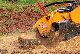Best Tree Health Inspection  in Lake Stickney, WA