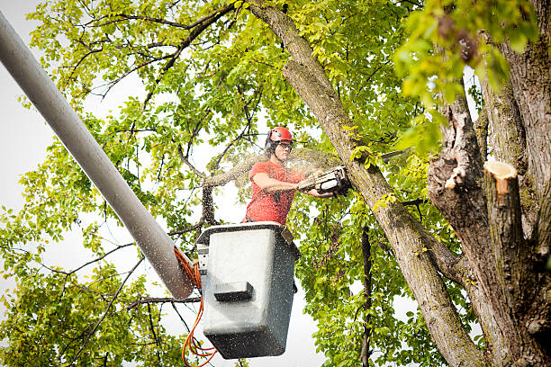 Best Commercial Tree Services  in Lake Stickney, WA