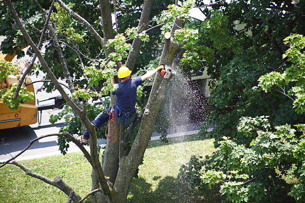 Best Tree Cabling and Bracing  in Lake Stickney, WA